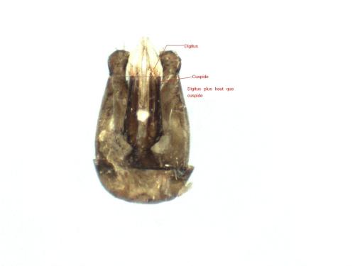 Réf. 296 979 : Hedychrum nobile